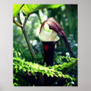 Search for pulpit Photography