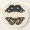 Recherche de insecte dessous de verres Papillons