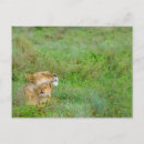Search for lion cub postcards African