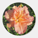 Search for tiger lily magnets Nature