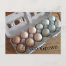 Search for egg postcards White