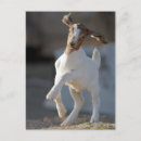 Recherche de image de couleur cartes postales Usa