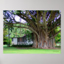 Search for banyan posters Hawaii