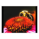 Search for yellow jacket posters Insect
