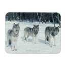 Search for pack magnets Dog