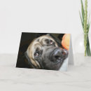 Recherche de mastiff vœux cartes Canine