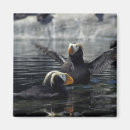 Recherche de oiseau macareux magnets Animal