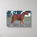 Search for yearling Equine