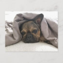 Recherche de bouledogue français Chien