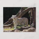 Recherche de white tiger cartes postales Tigre blanc