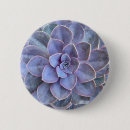 Search for succulent and buttons Echeveria