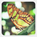 Recherche de insecte observé Vert