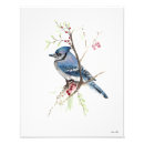 Recherche de bluejays posters Aquarelle