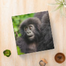 Search for gorilla binders Rwanda
