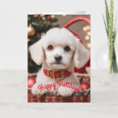 Search for poodle christmas cards Puppy