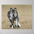 Search for aggression art Speed