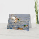 Recherche de salutation de canard Canards