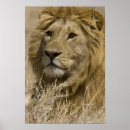 Search for african lion posters Male