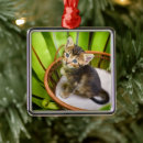 Search for domestic shorthair cat ornaments Kitten
