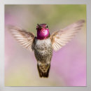 Recherche de beautiful pink rose posters Colibri