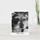 Search for miniature schnauzer postcards Black
