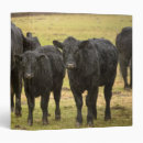 Search for bovine binders Cattle