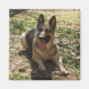 Search for dog obedience magnets Shepherd