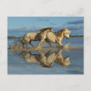 Recherche de cheval camargue cartes invitations Jones d'adam