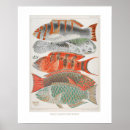 Recherche de coquille de plage posters Sous marin