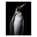Search for emperor penguin posters Bird