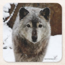 Search for wolf coasters Animals