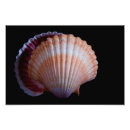 Recherche de mollusque posters Vie marine