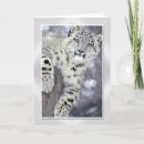 Search for big cat predators cards Feline