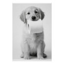 Search for puppy posters Cute dog