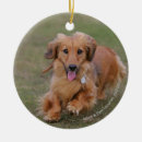 Search for chocolate tan dachshund ornaments Zwergteckel