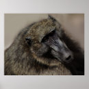 Recherche de ape posters Primate