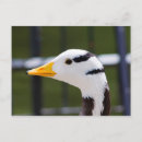 Search for barred postcards Wild