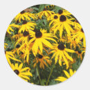 Search for black eyed susan stickers Daisies