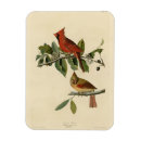 Search for cardinalis Illustration