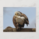 Search for eagle bird postcards Raptor