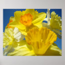 Recherche de jonquilles art Fleurs