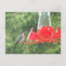 Search for feeder postcards Birds