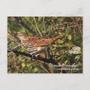 Search for thrasher Nature