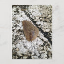 Recherche de cuir cartes postales Animal