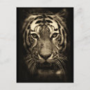 Recherche de tigres cartes postales Sauvage