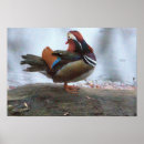 Recherche de mandarine posters Canard mandarin