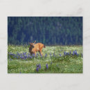 Recherche de pré cartes postales Faune