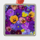 Search for pansy ornaments Colourful