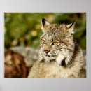 Recherche de lynx canadien posters Félin