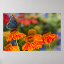 Recherche de oeillets posters Papillon